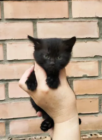 Отдам котят Донецк