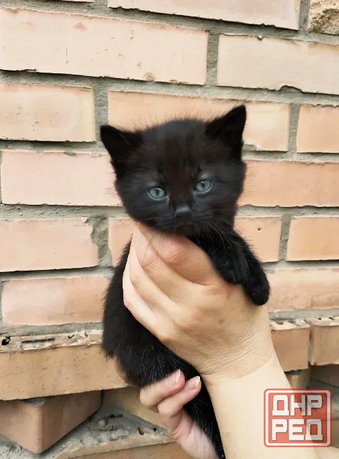 Отдам котят Донецк - изображение 1