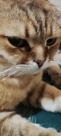 Шотландские котята Донецк
