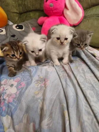 Шотландские котята Донецк