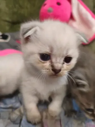 Шотландские котята Донецк