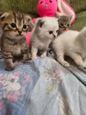Шотландские котята Донецк