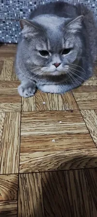 Шотландские котята Донецк