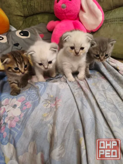 Шотландские котята Донецк - изображение 3