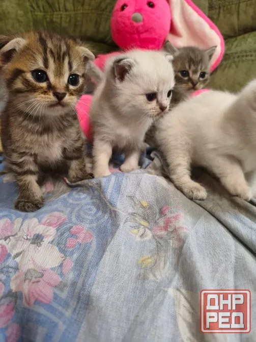 Шотландские котята Донецк - изображение 1