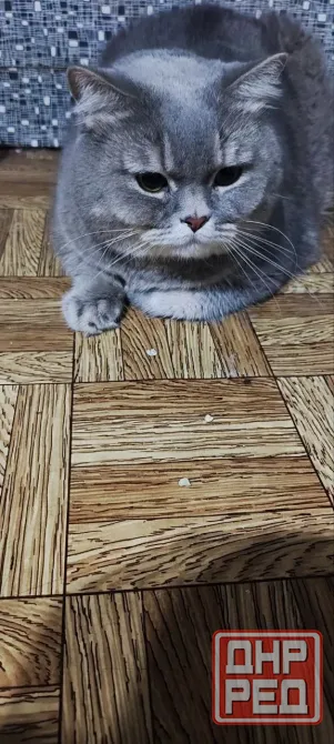 Шотландские котята Донецк - изображение 4