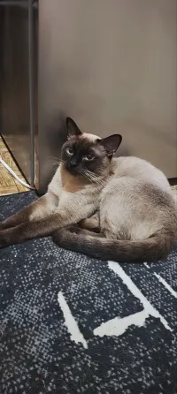 Продам сиамских котят Донецк