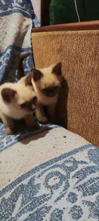 Продам сиамских котят Донецк