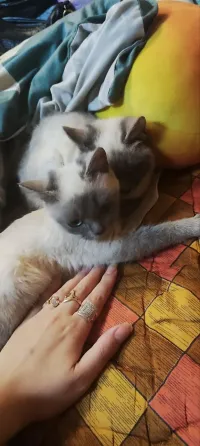 Продам сиамских котят Донецк