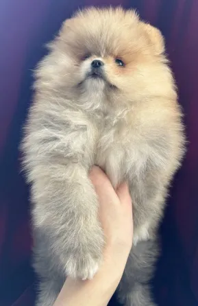 щенки шпица. Шпиц Донецк