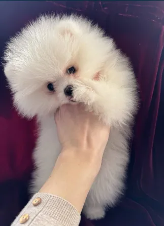 щенки шпица. Шпиц Донецк