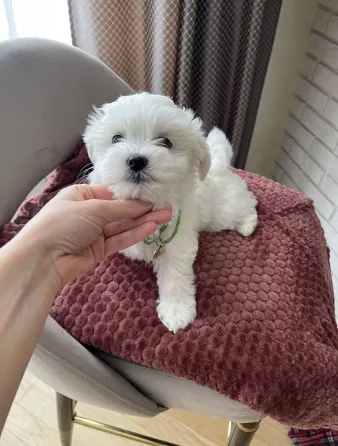 щенки мальтезе Донецк