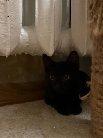 Отдам котика Донецк