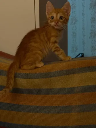 Отдам котят Донецк