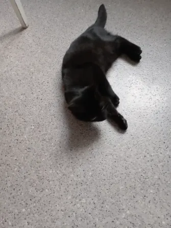 Отдам котика Донецк
