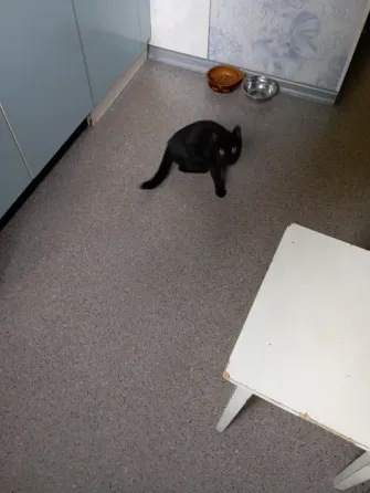 Отдам котика Донецк