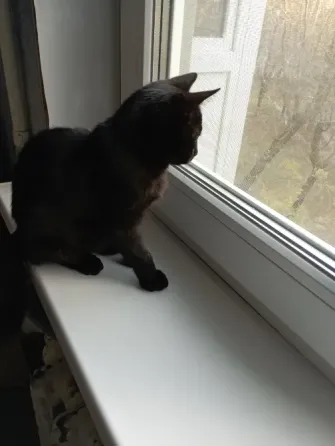 Отдам котика Донецк