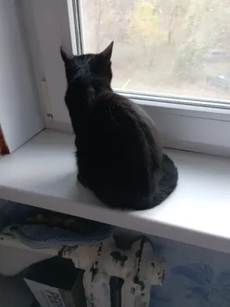 Отдам котика Донецк