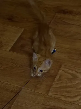 Отдам котят Донецк