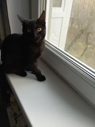 Отдам котика Донецк