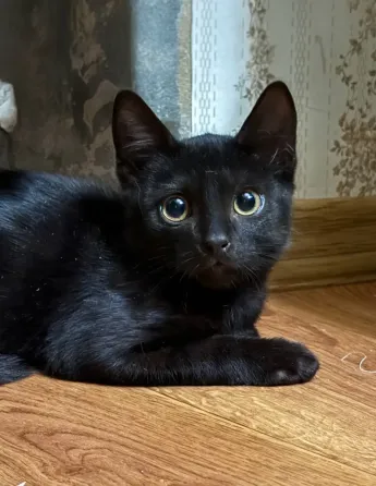 Отдам котика Донецк