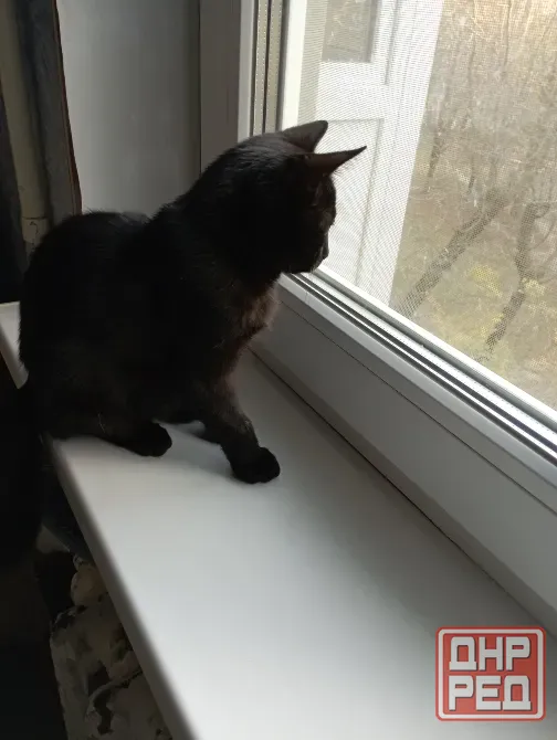 Отдам котика Донецк - изображение 3