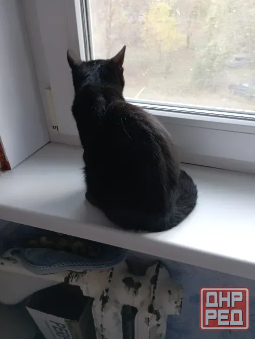 Отдам котика Донецк - изображение 4