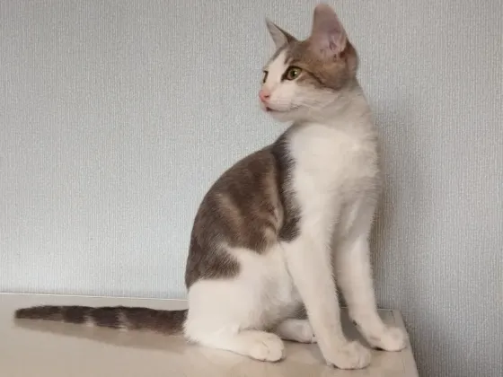 Котенок-Мальчик Ловит Мышей Макеевка