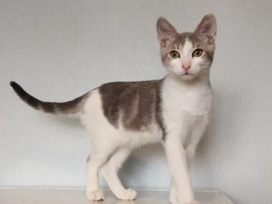Котенок-Мальчик Ловит Мышей Макеевка