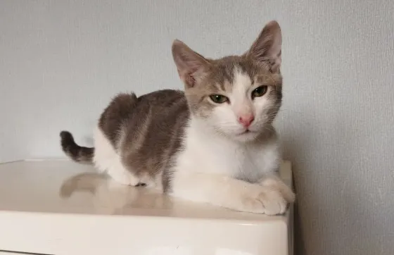 Котенок-Мальчик Ловит Мышей Макеевка