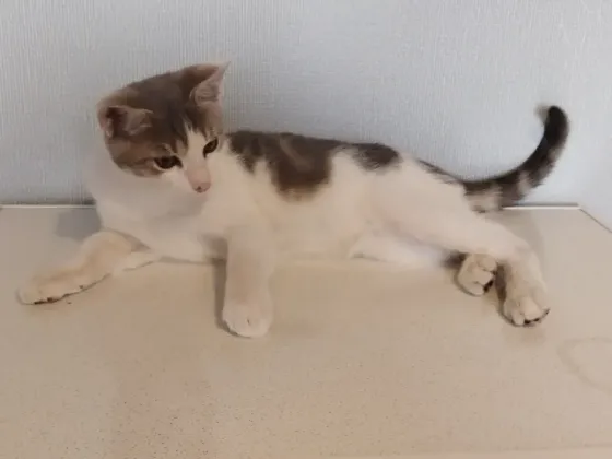 Котенок-Мальчик Ловит Мышей Макеевка