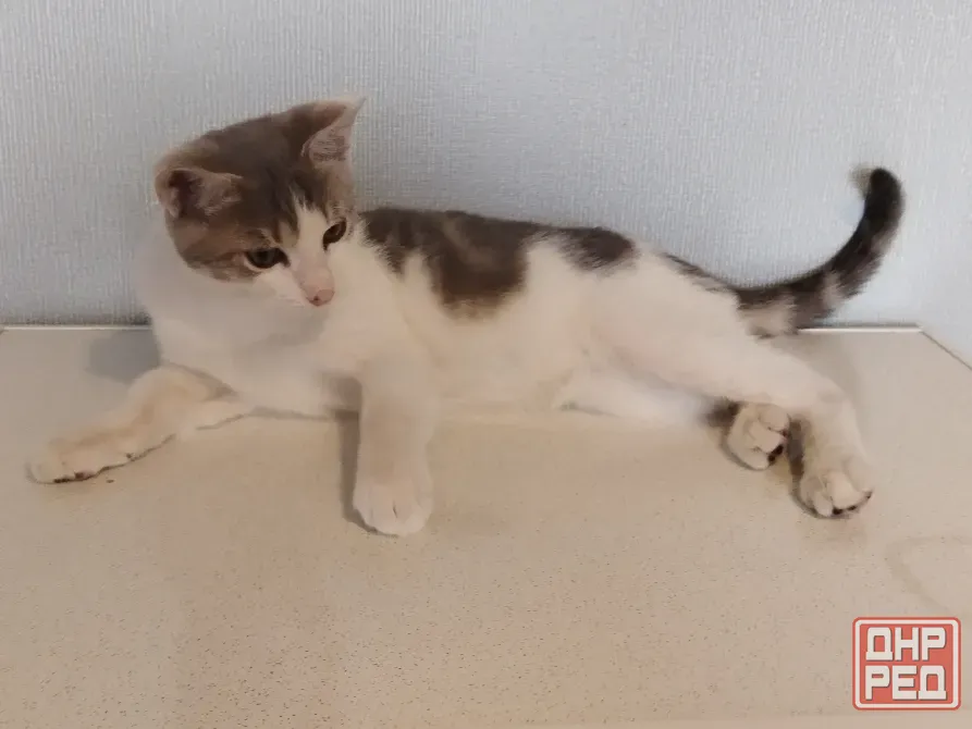 Котенок-Мальчик Ловит Мышей Макеевка - изображение 3