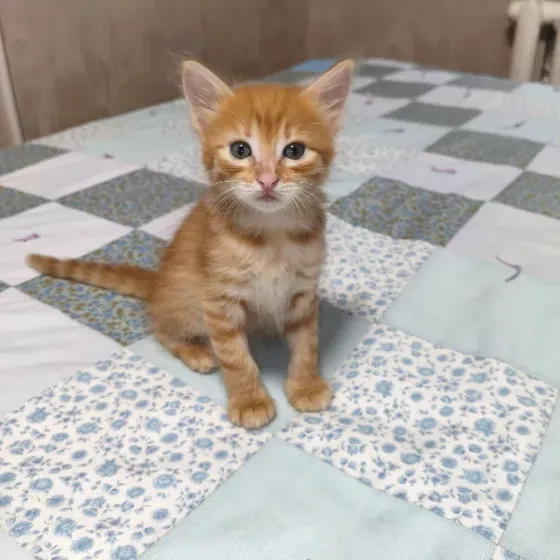 Котенок в добрые руки Донецк