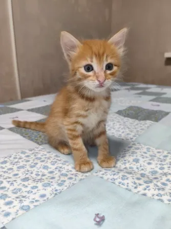 Котенок в добрые руки Донецк