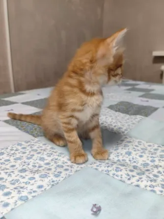 Котенок в добрые руки Донецк
