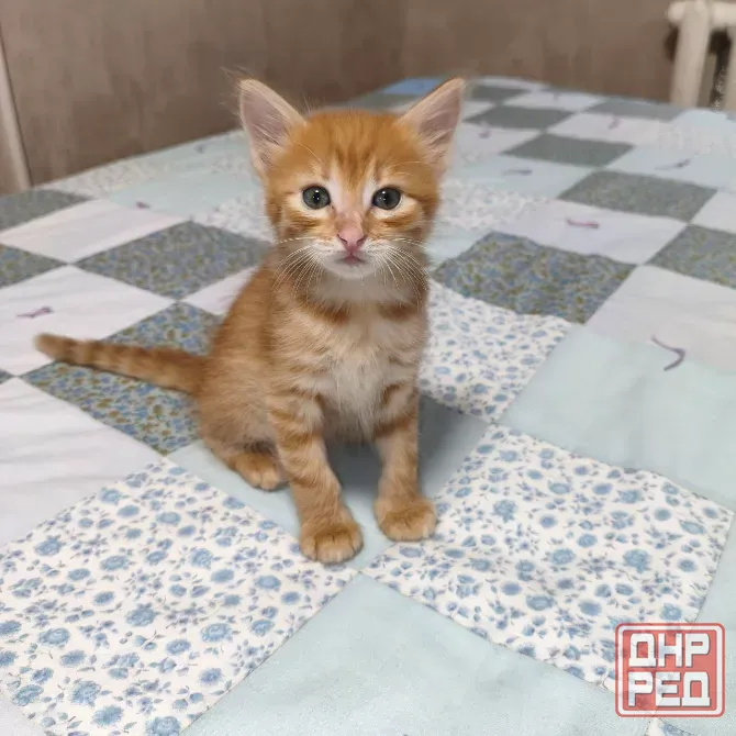 Котенок в добрые руки Донецк - изображение 1