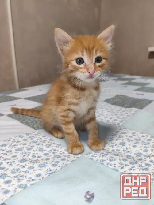 Котенок в добрые руки Донецк - изображение 3