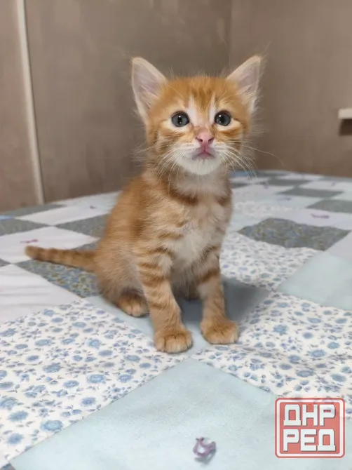 Котенок в добрые руки Донецк - изображение 2