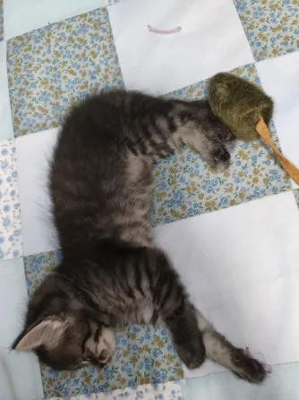 Котенок в добрые руки Донецк