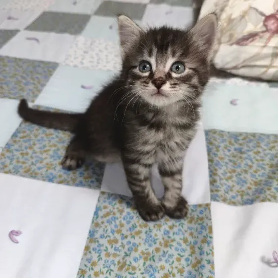 Котенок в добрые руки Донецк
