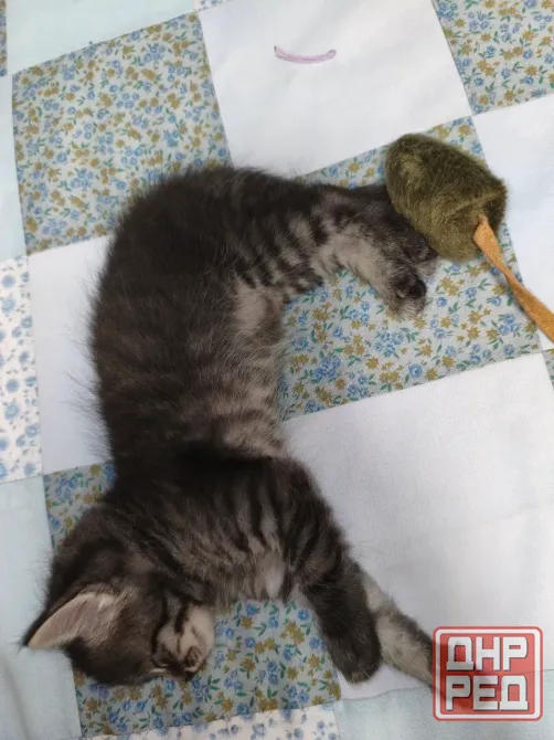 Котенок в добрые руки Донецк - изображение 4