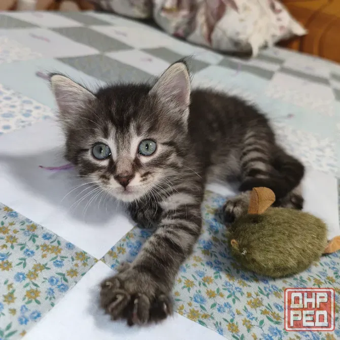 Котенок в добрые руки Донецк - изображение 3