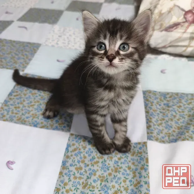 Котенок в добрые руки Донецк - изображение 2