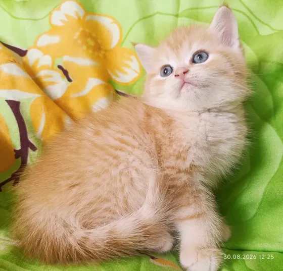 Шотландский мальчик Донецк