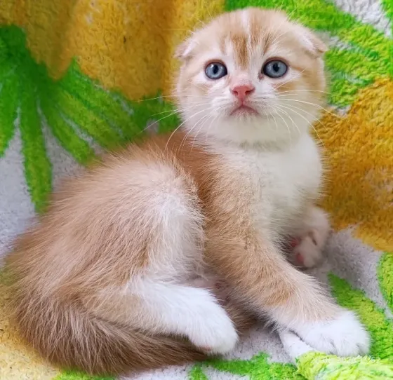 Шотландский вислоухий Донецк