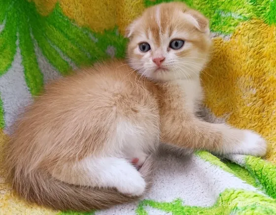 Шотландский вислоухий Донецк
