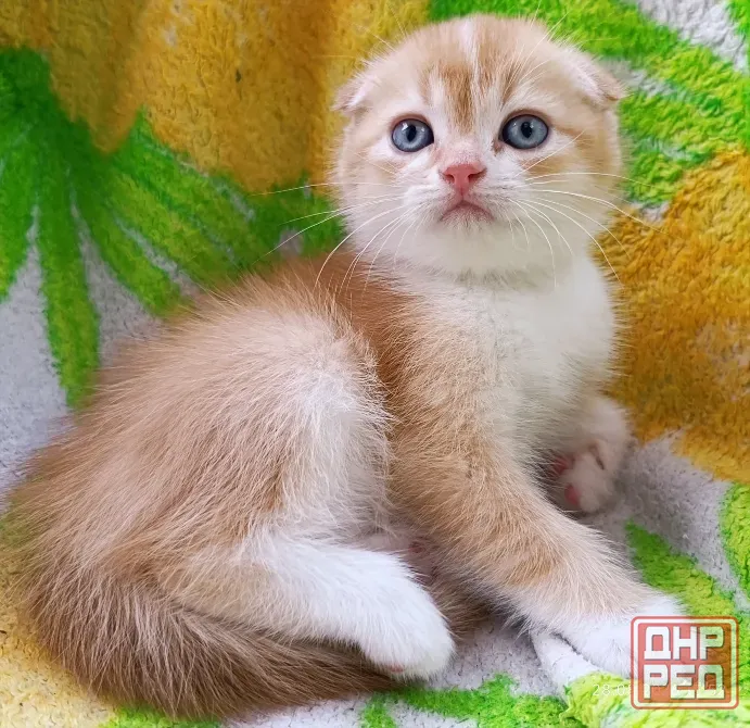 Шотландский вислоухий Донецк - изображение 1
