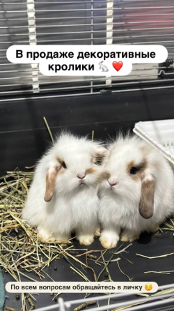 Декоративные кролики Донецк