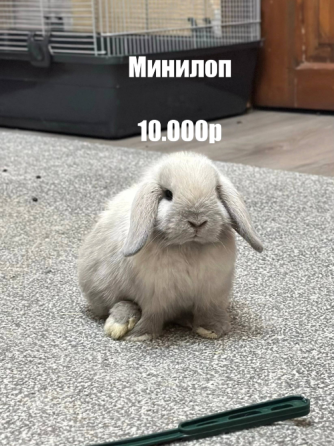 Декоративные кролики Донецк