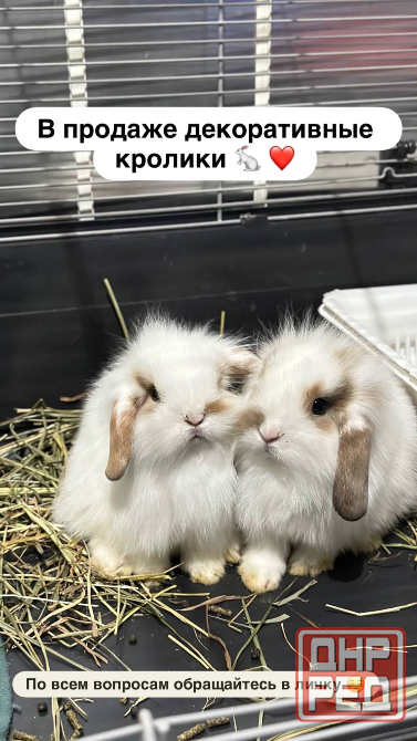 Декоративные кролики Донецк - изображение 1